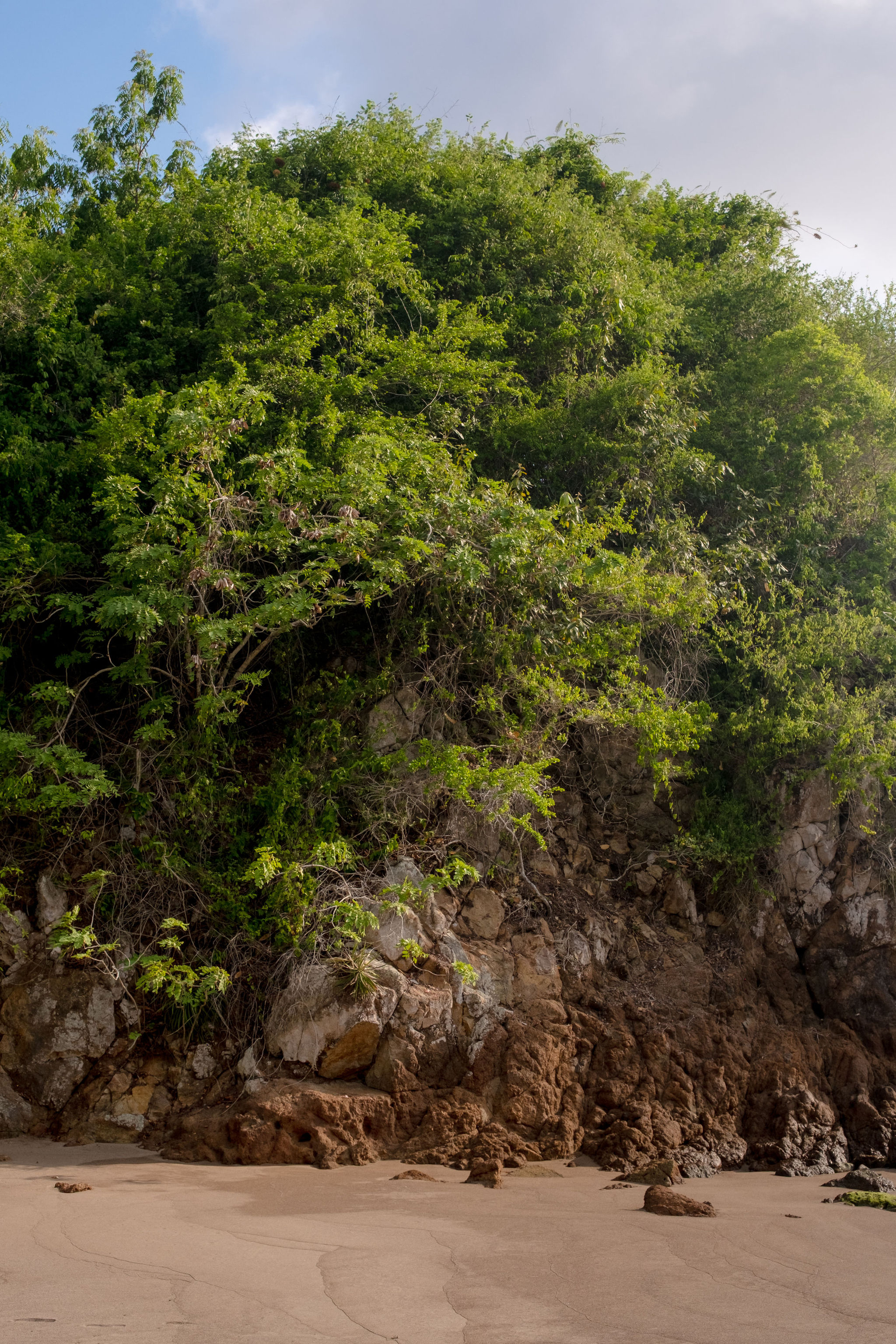 Beach cliff with greenery