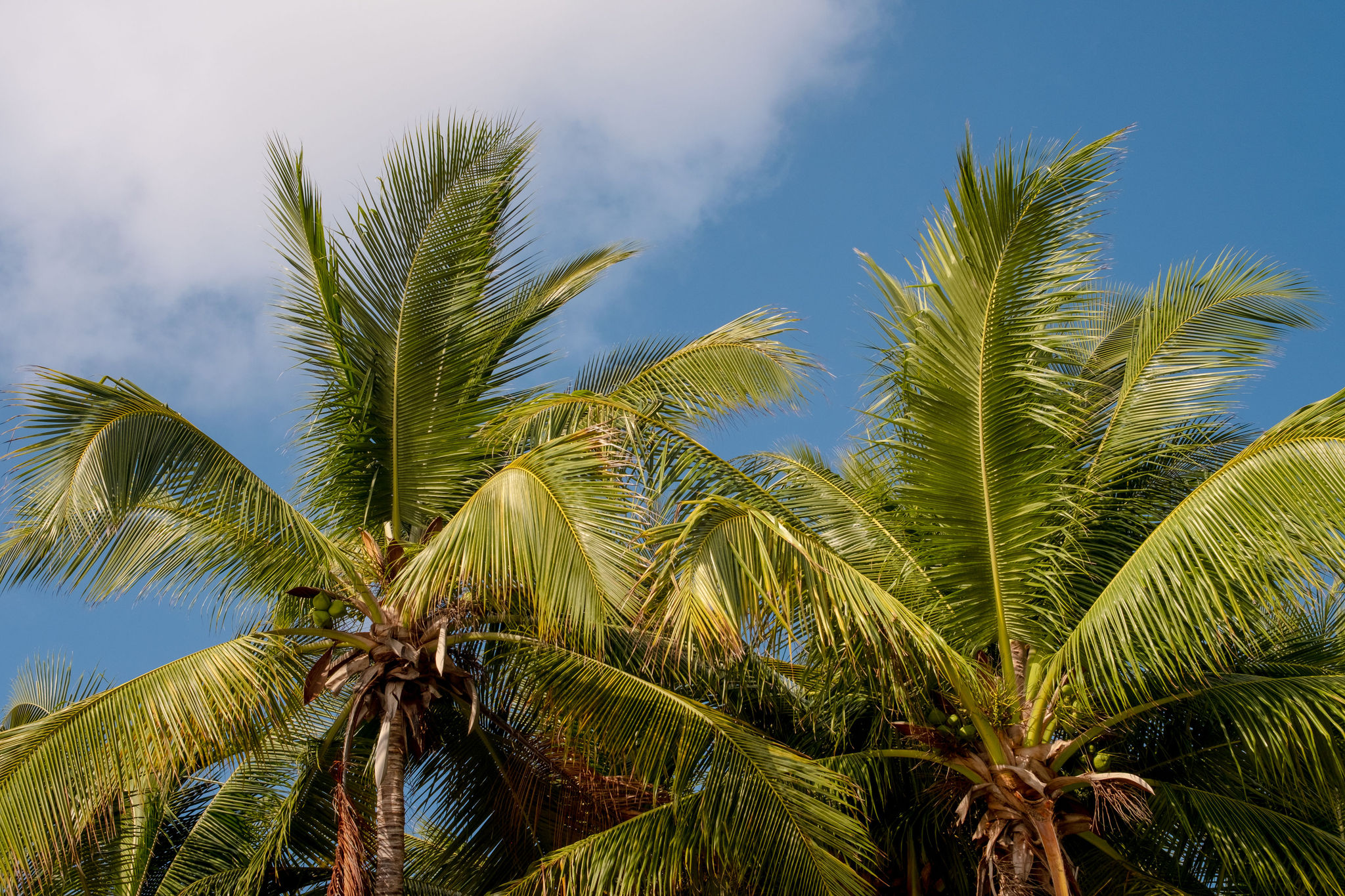 Palm trees