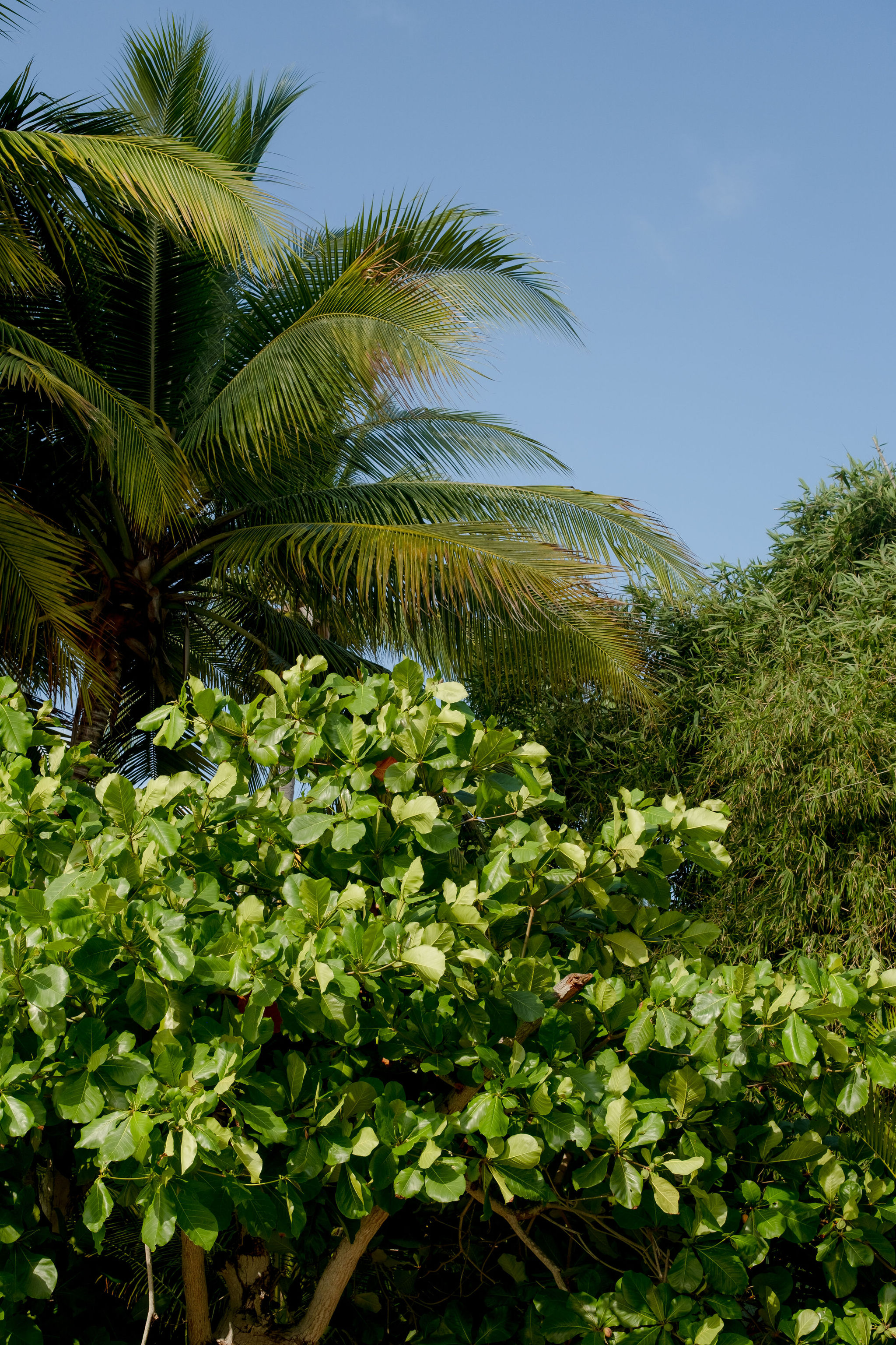 Tropical foliage and palms